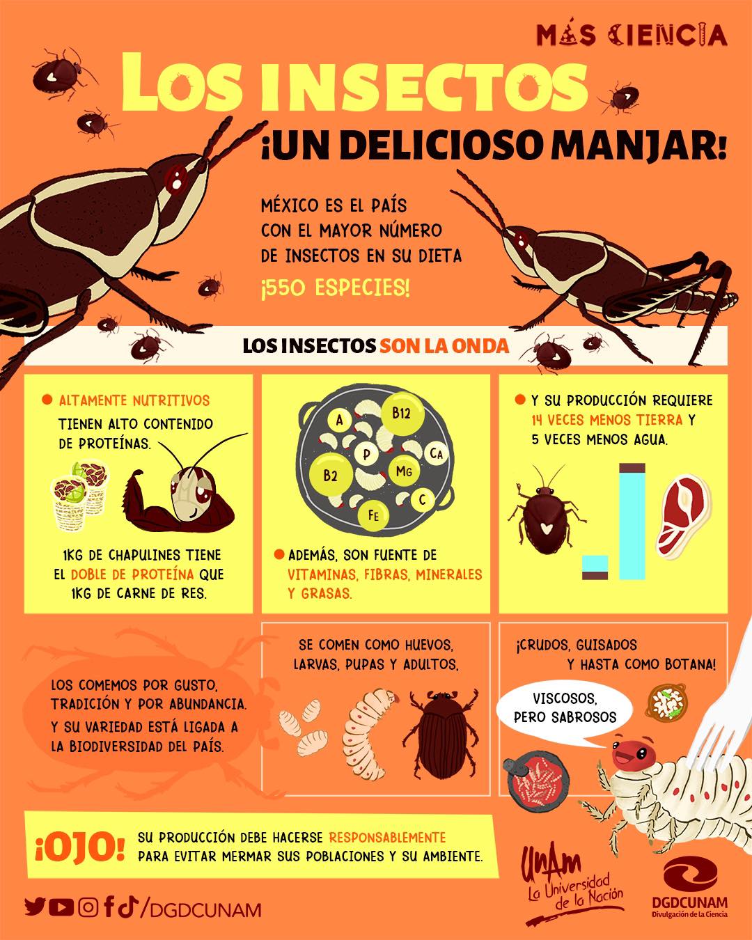 Insectos Mexicanos Un Manjar Nutritivo Turimexico Insectos, Manjares