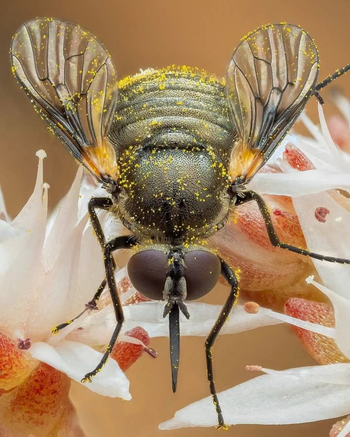 Cover - 🌟 Spanish Fly: Nature’s Vibrant and Controversial Beetle! 🪲📸 ...