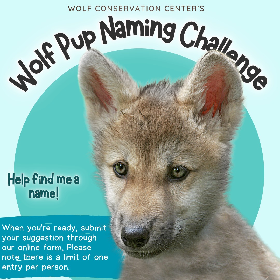 The countdown to a new member... - Wolf Conservation Center | Facebook