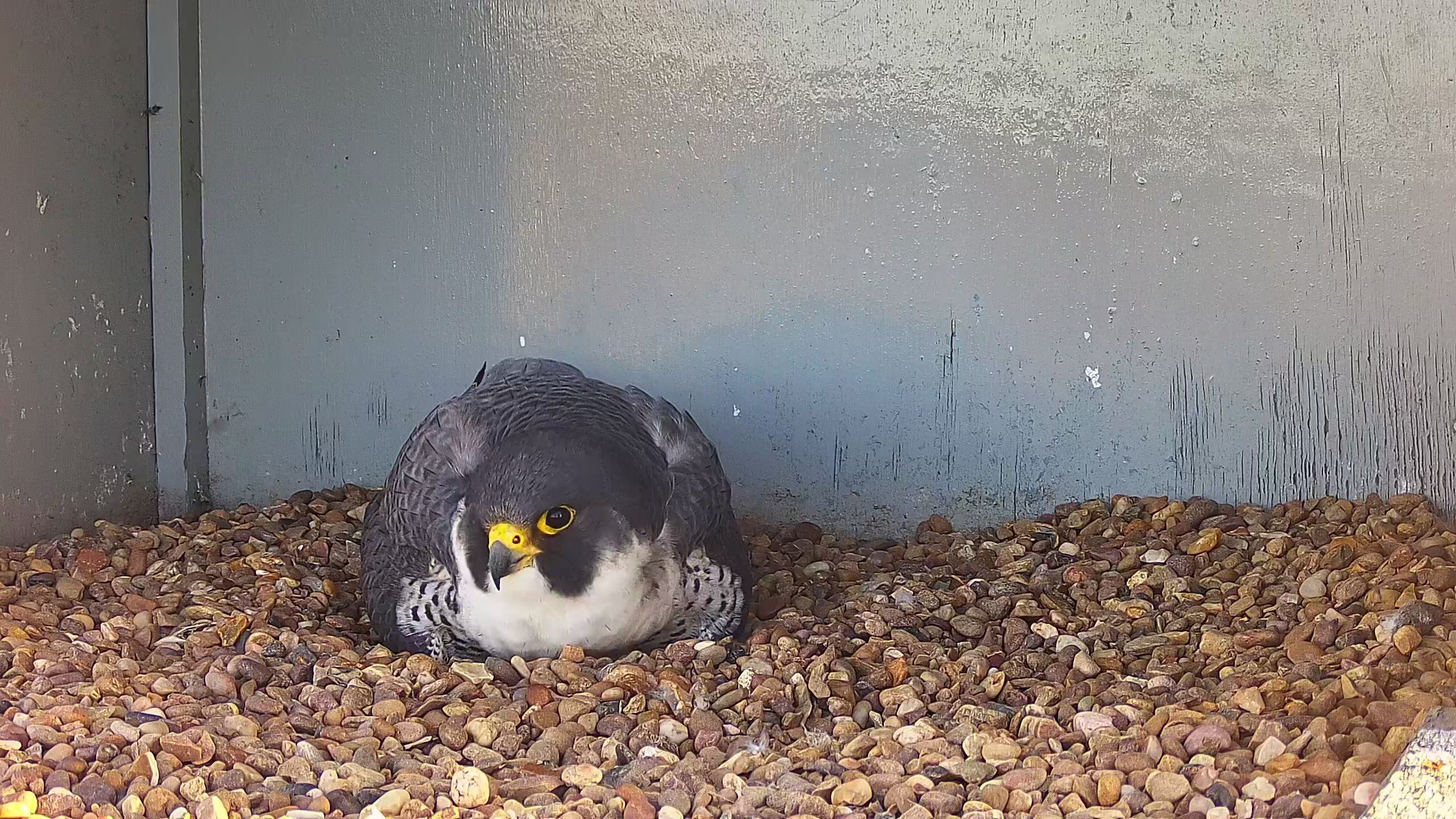 The tiercel sitting on the... - Cromer Peregrine Project | Facebook