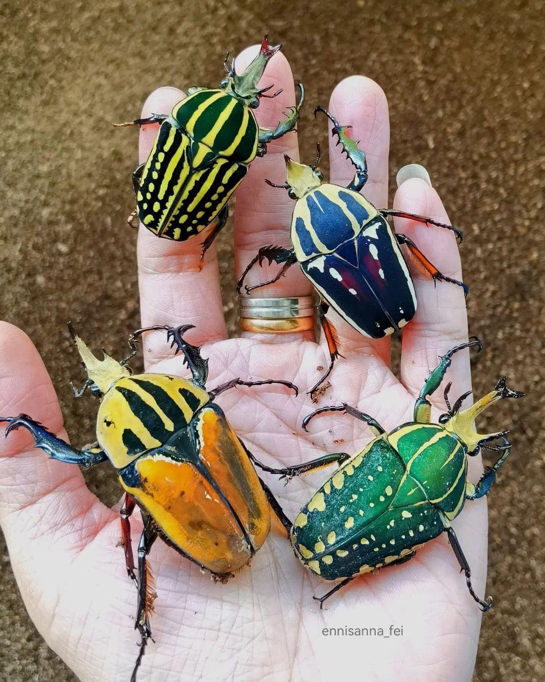 The life stages of our magnificent flower beetles (Mecynorrhina