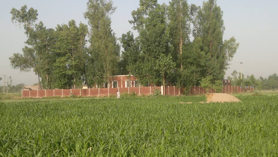 Pattoki City of Flower ‎پتوکی پھولوں کا شہر | Facebook