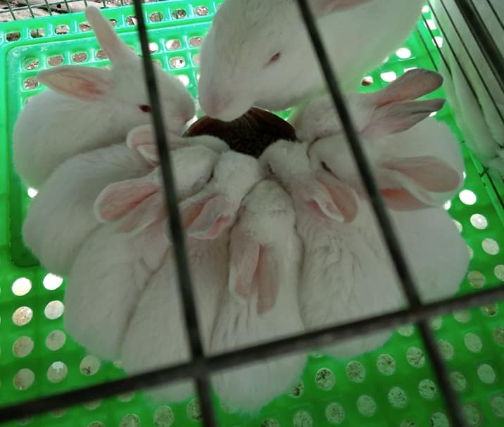 CALUMPIT BULACAN RABBIT BREEDERS Public Group | Facebook