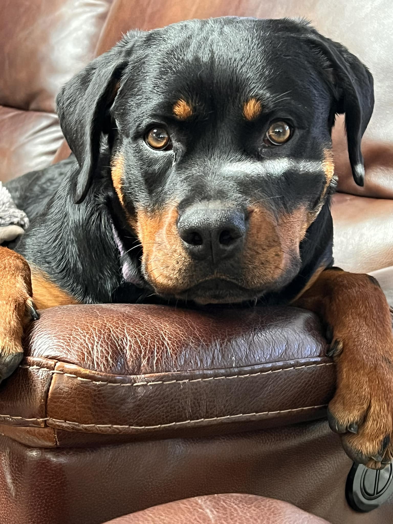 Von Der Hause Roush Rottweilers | Yucaipa CA