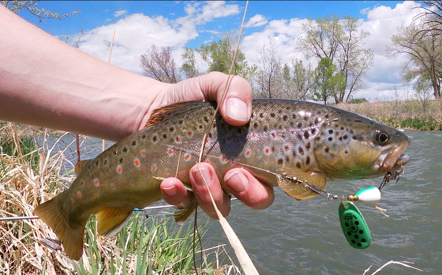 best lures for rainbow trout in colorado The Mook Lure use a slow stop Top 3 Trout Lures for