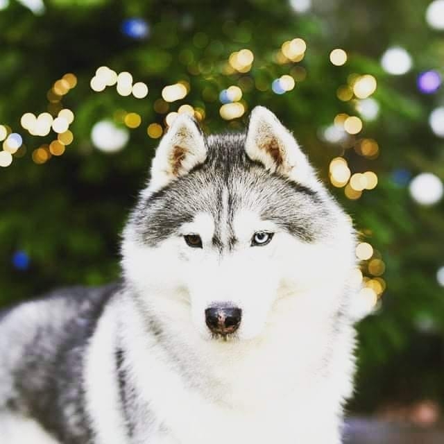 sniego-unys-siberian-husky-kennel-sibiro-haski-veislynas-added-a