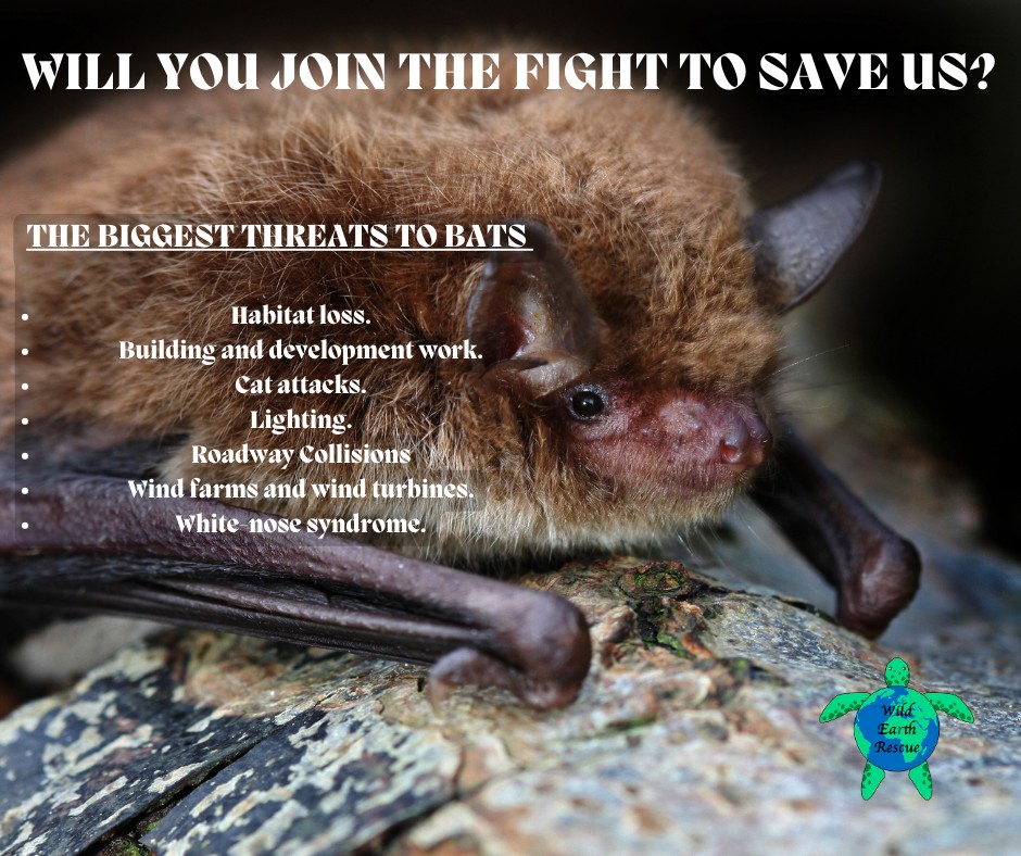 Wild - Did you know that hibernating bats are facing a deadly threat ...