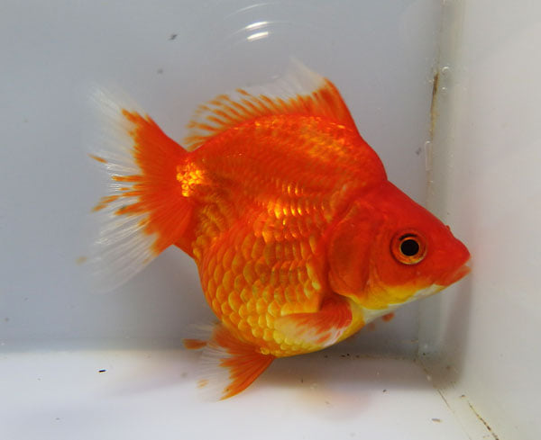 金魚生体 Explore Facebook