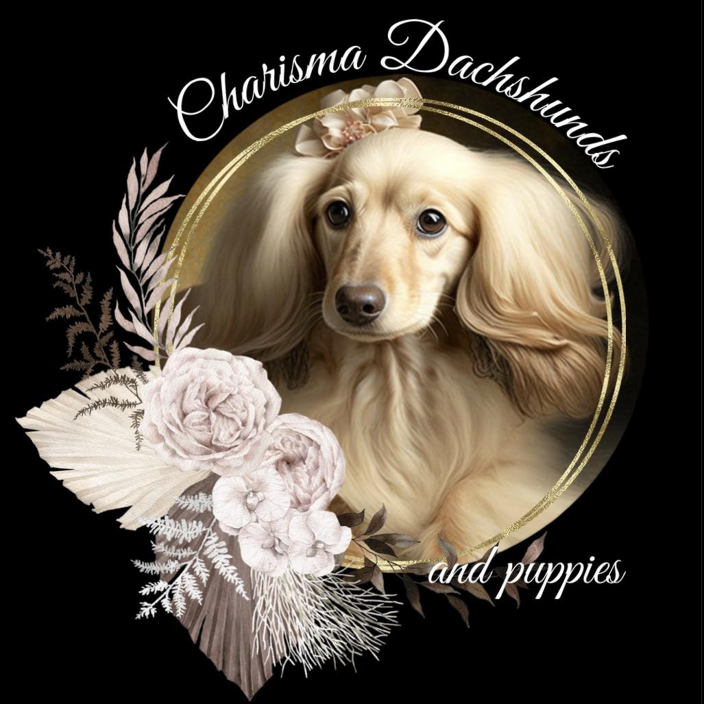 Charisma Dachshunds added a new photo. - Charisma Dachshunds