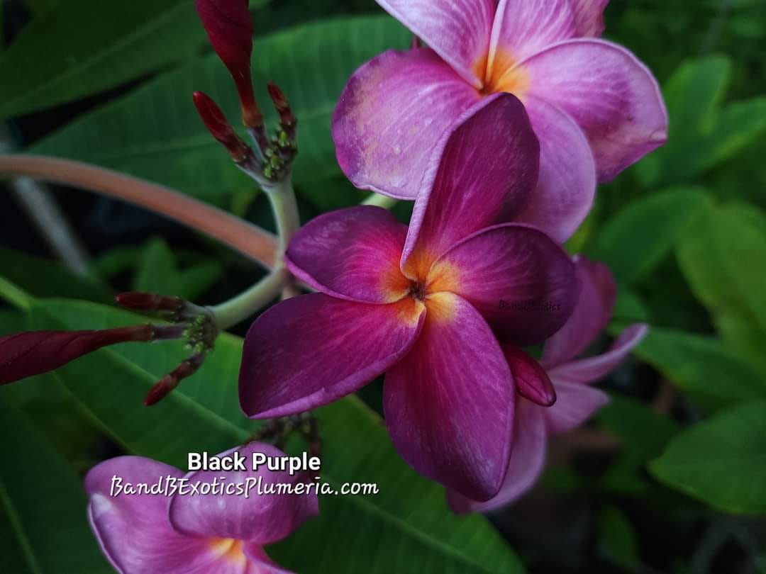Purple Jade Dragon plumeria plant