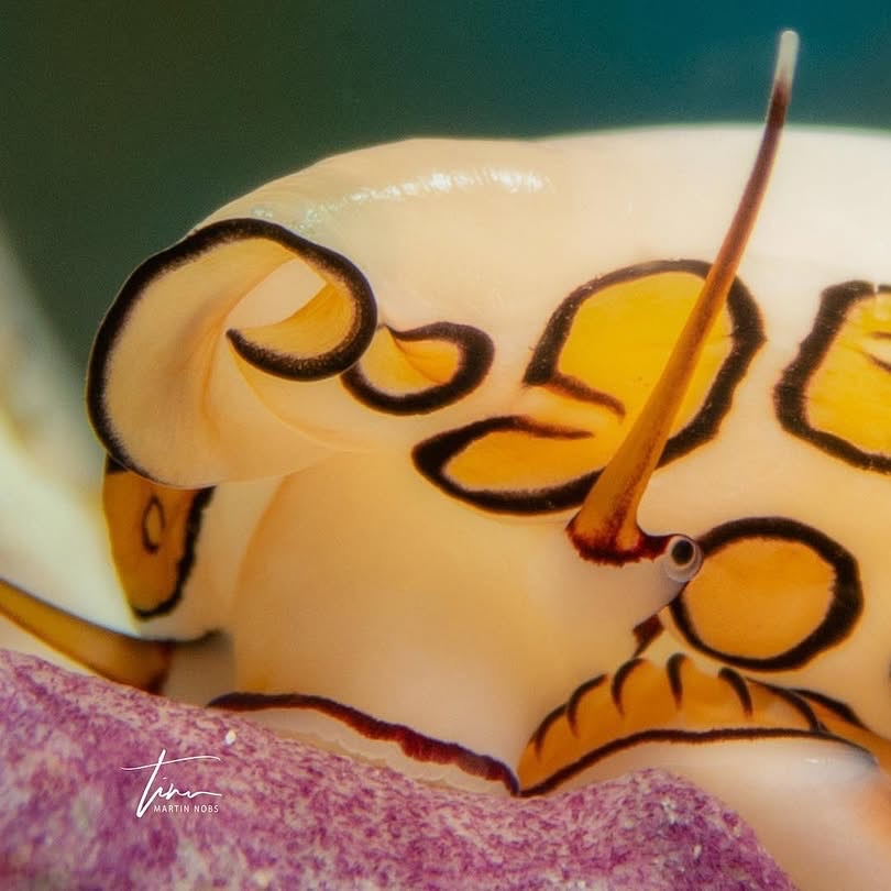 Curacao - #Didyouknow The Flamingo Tongue Snail 🦩🐌may look like it has ...