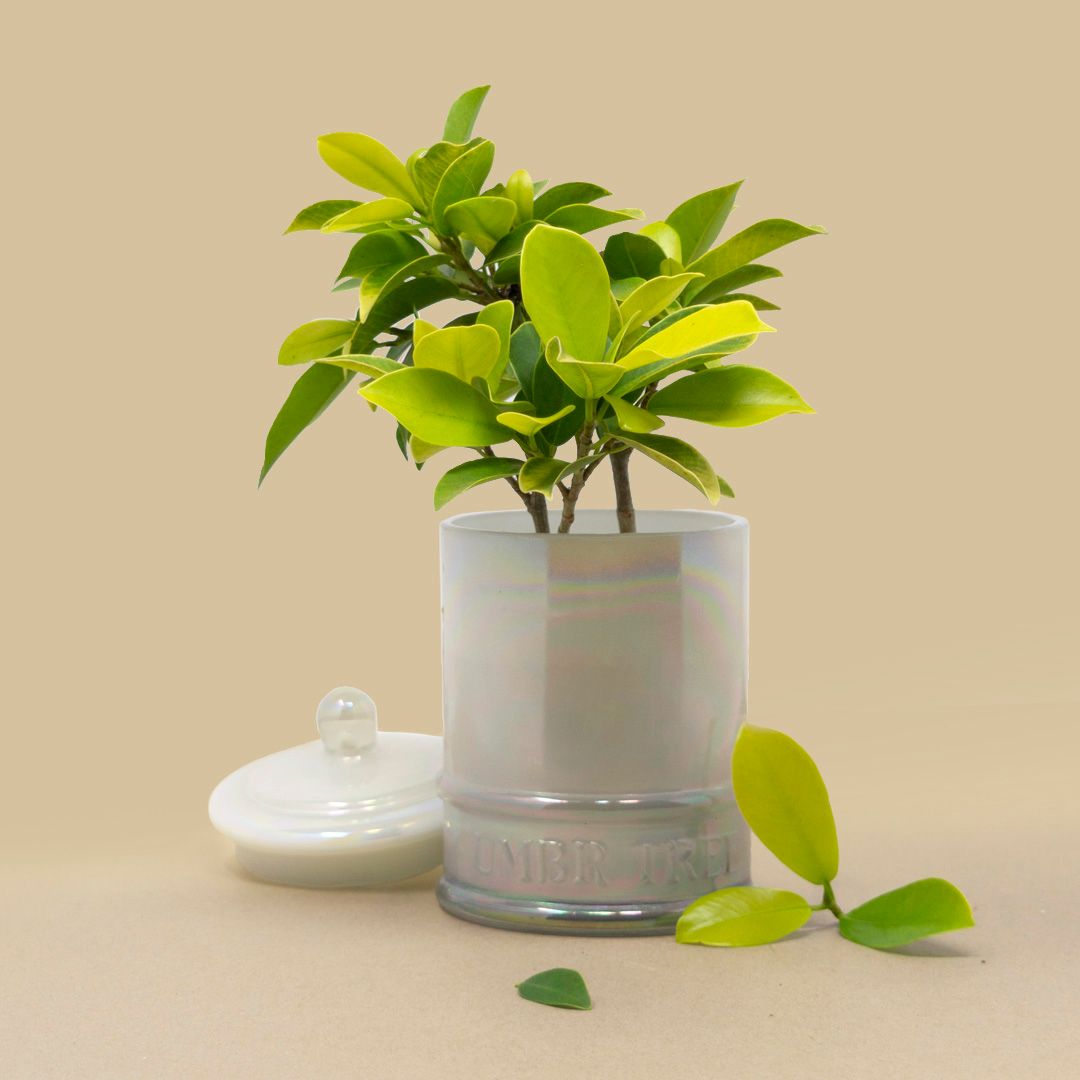 Umbr Tree | Doddaballapur