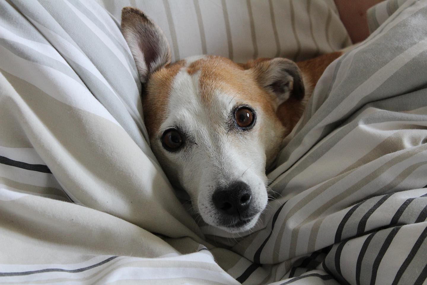 ️ Hund im Bett & auf dem Sofa... - Anders-Artig Hundeschule | Facebook