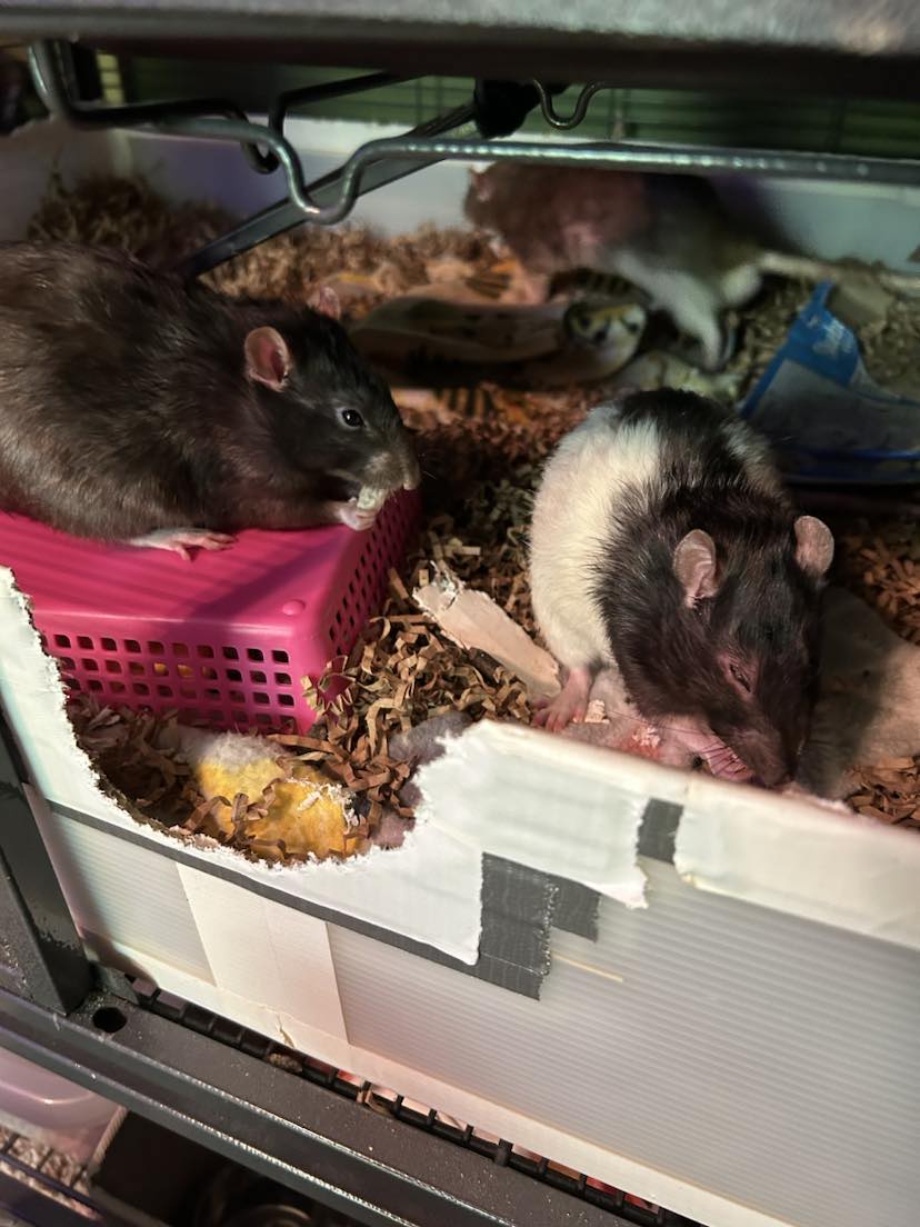 Meet our Blues Boys: Shadow,... - The Georgia Rat Rescue | Facebook