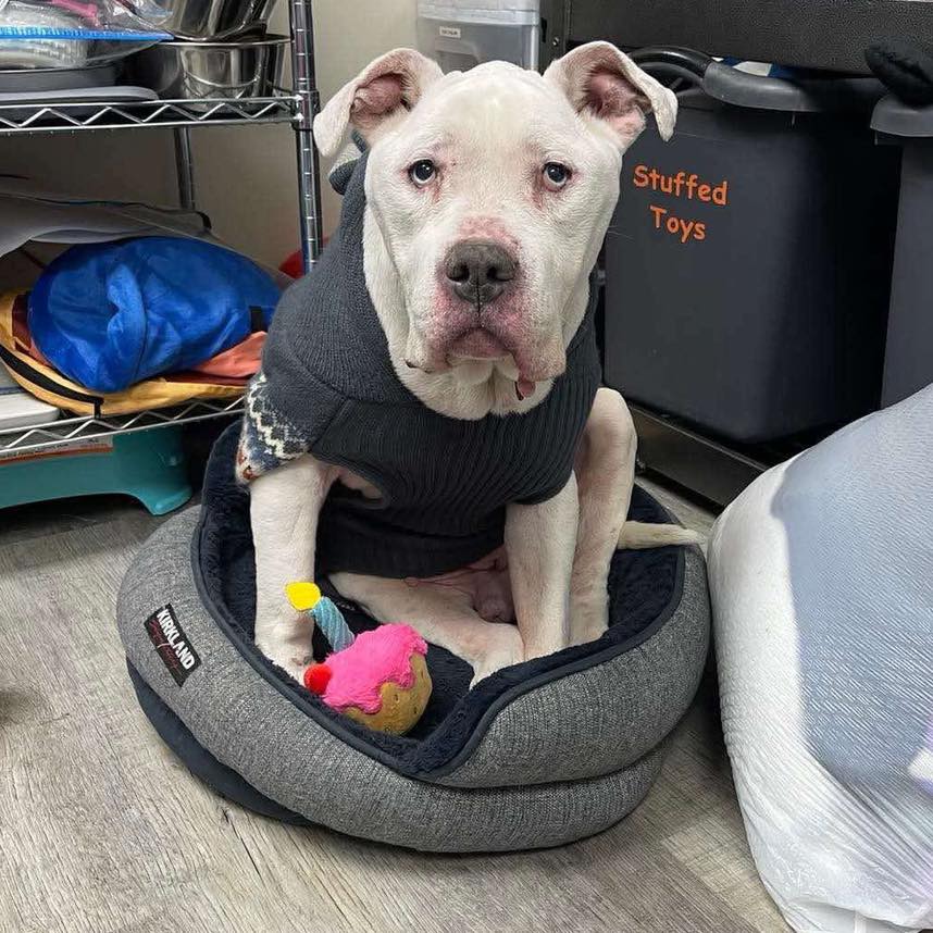 A LIFE-SAVING RESCUE FOR A SUPER... - Silverstray Social
