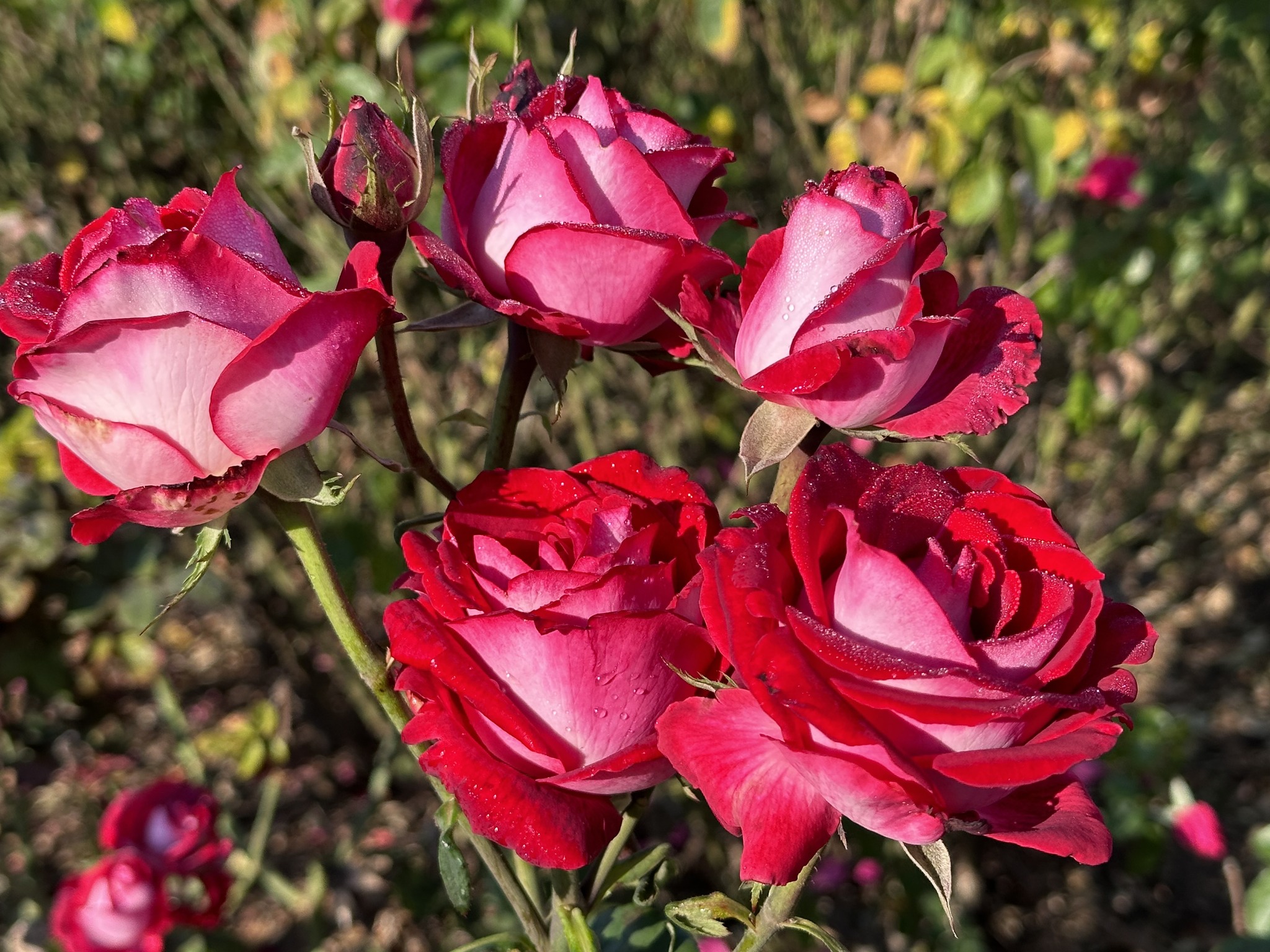 Ludwig's Roses - A cluster of SAVLU blooms on one stem.... | Facebook