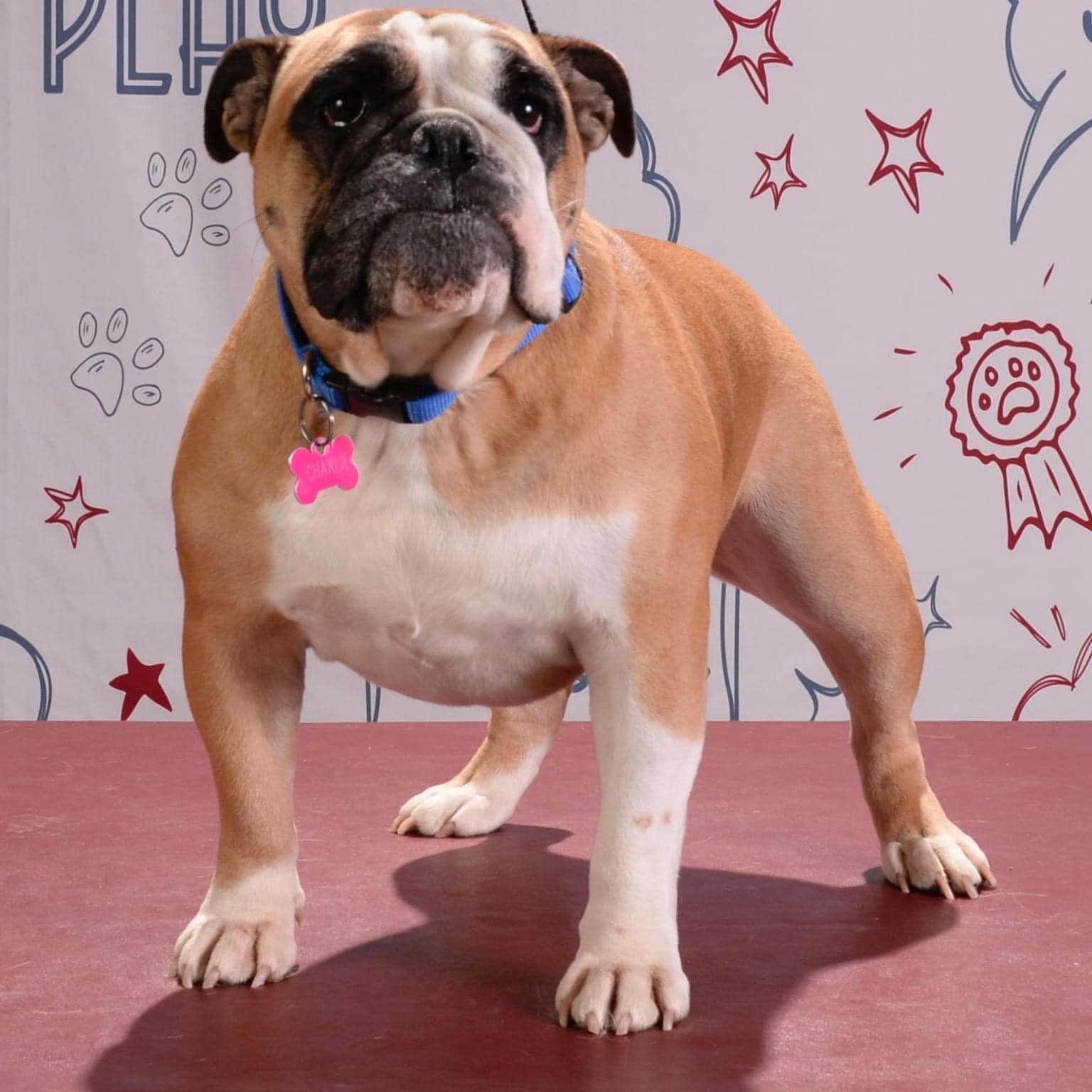 Missing english bulldog mix near green ridge elementary school