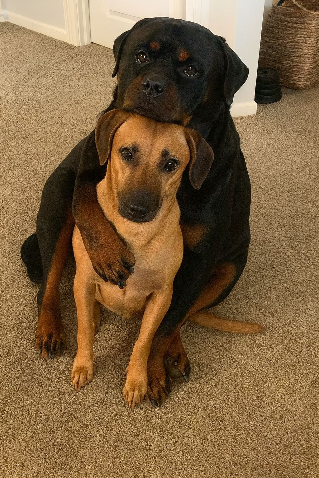 Bobbie - “They told me Rottweilers were dangerous… but this moment ...