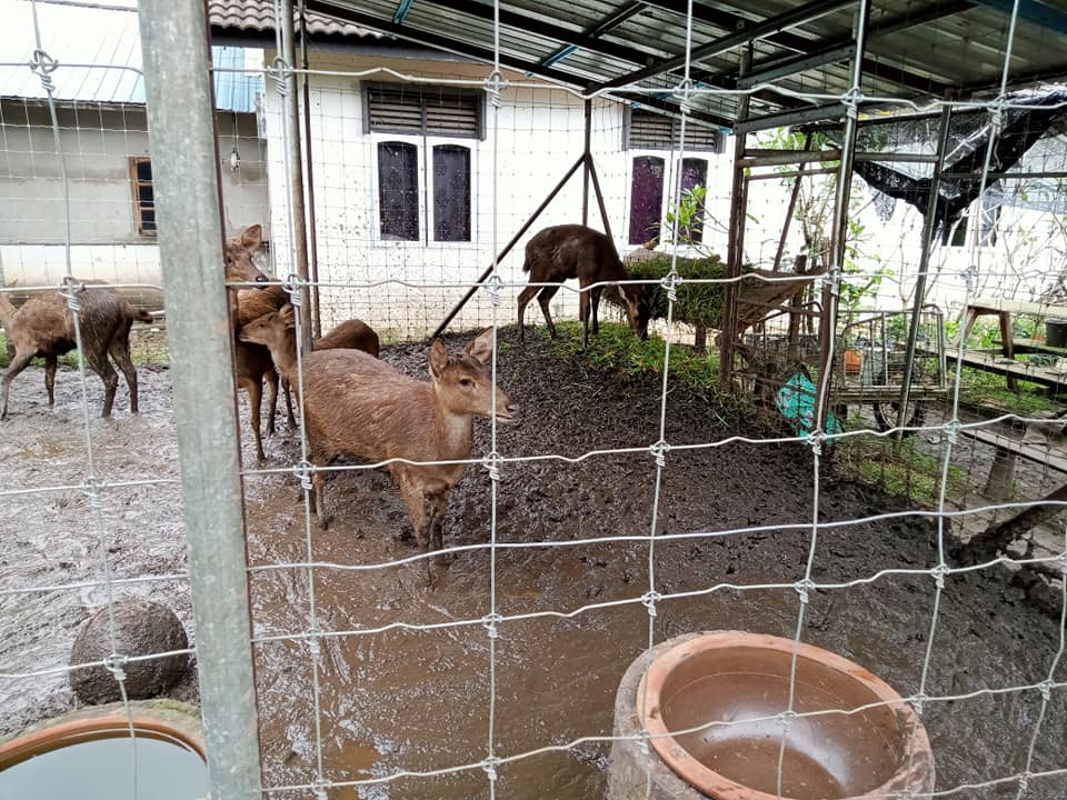 Pembekal Rusa - Tanah Merah | Tanah Merah