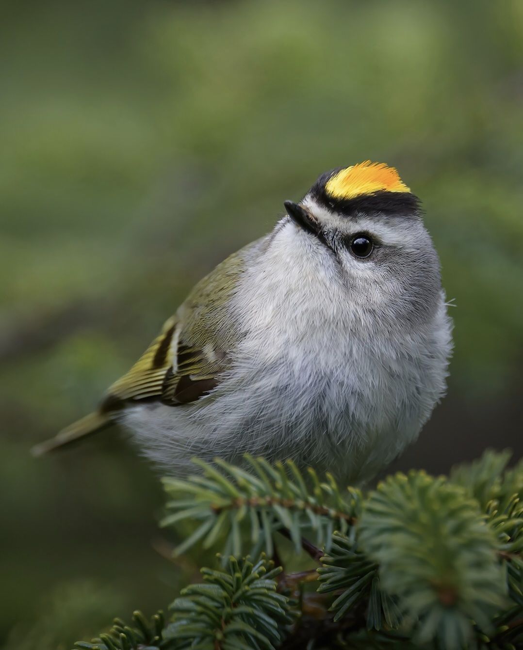 Animals - Golden-crowned Kinglet. The golden-crowned kinglet (Regulus ...