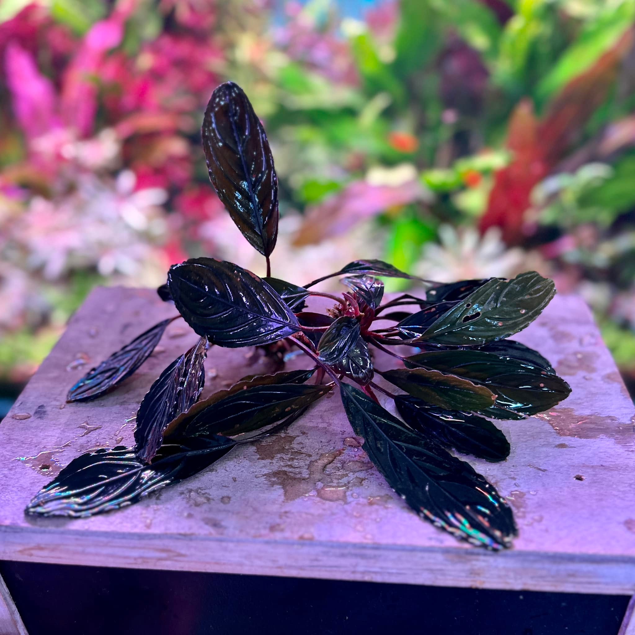 Low Light Aquatic Plant Bucephalandra 'Dark Skeleton King' – Live