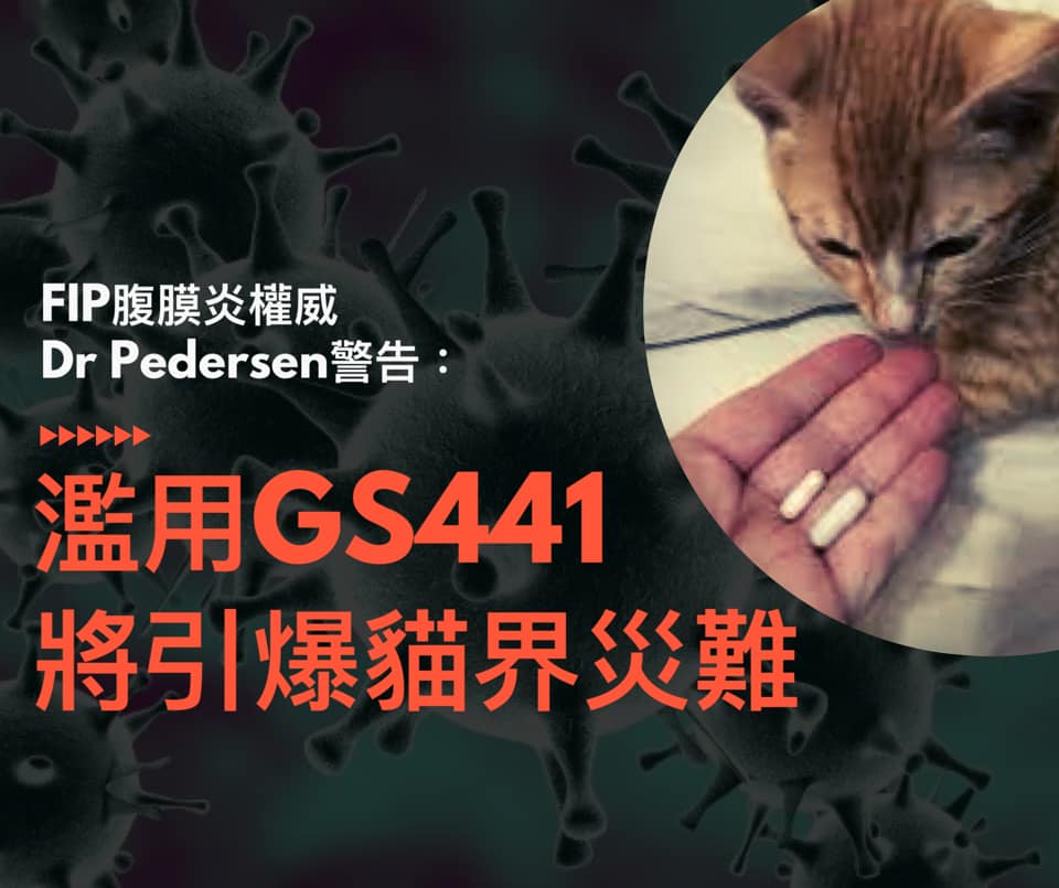 專家警告 濫用gs441會引爆全球災難 Fip貓腹膜炎最權威的專家d 小虎 Fip腹膜炎gs441524治療日記 Facebook