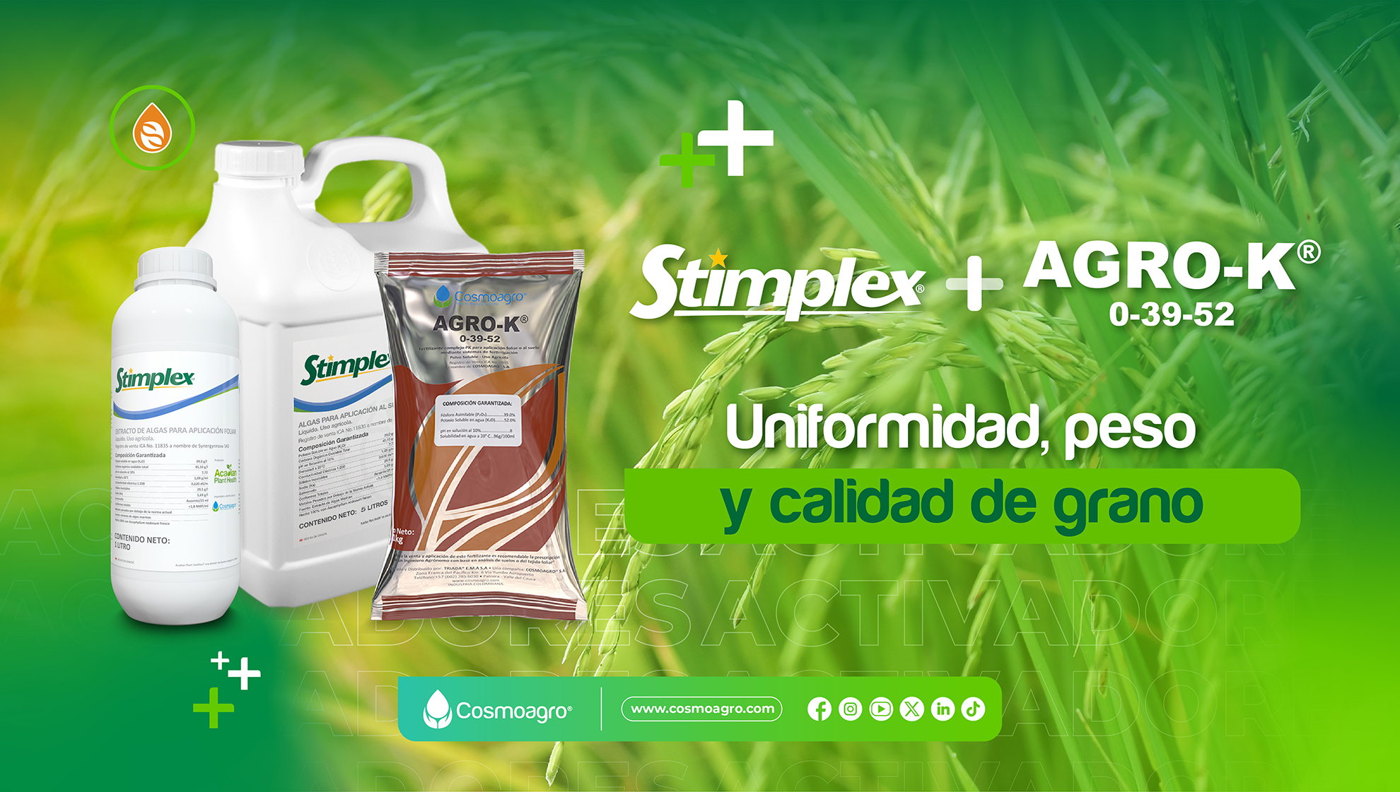 Cosmoagro - Stimplex + Agro-K Más uniformidad, peso y... | Facebook