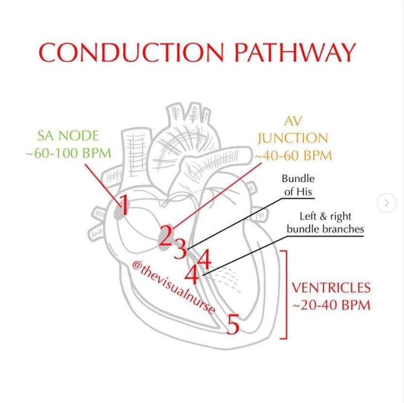 Inherent rates... - Dr Boon Lim, Consultant Cardiologist
