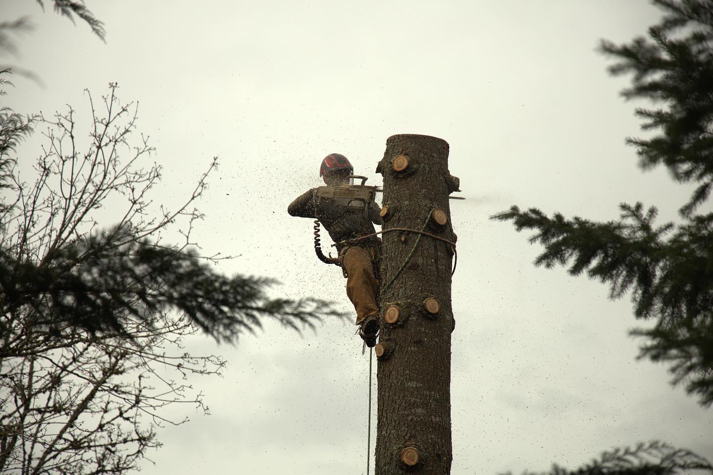 Quality Performance Tree Service,LLC | Tulatin OR