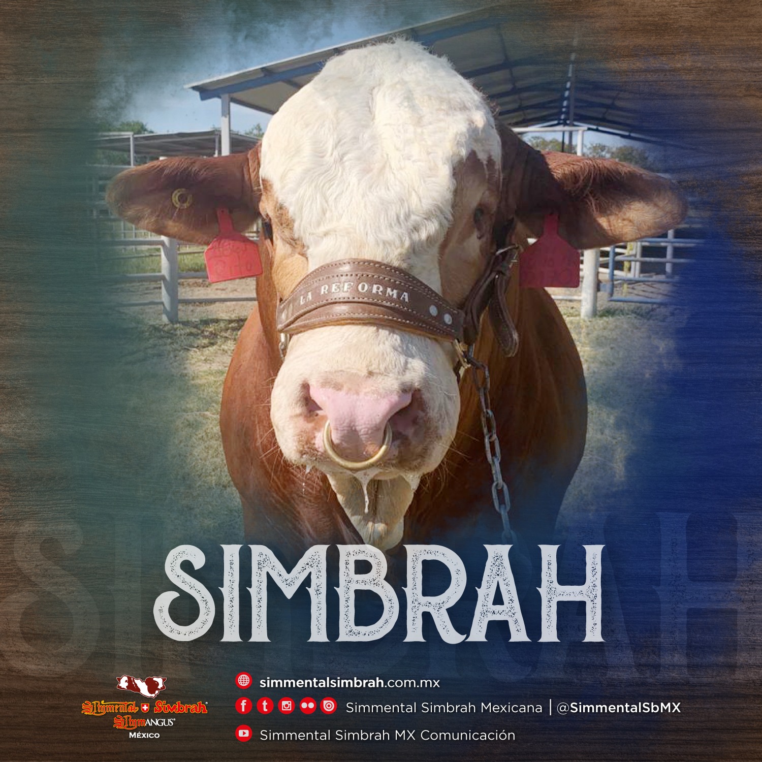 #Simbrah Originalmente la... - Simmental Simbrah Mexicana | Facebook