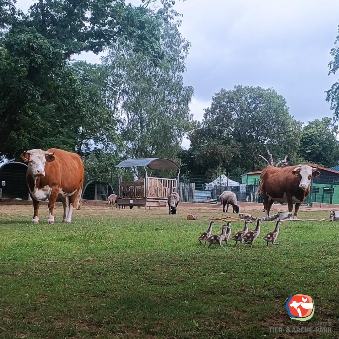 IFG Tierpark Merzig e.V.