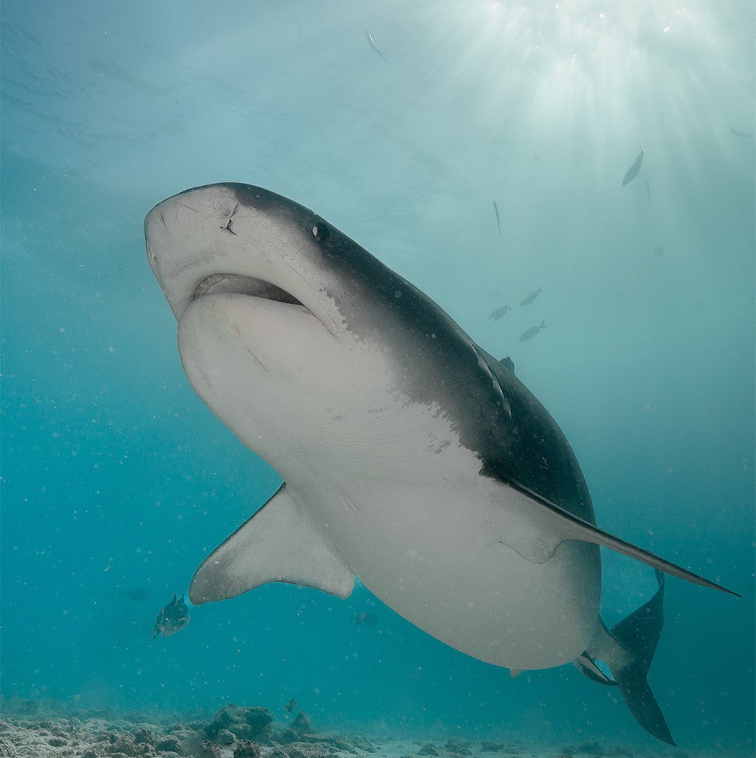 Fuvahmulah - 🦈 Notice the tiger shark’s coloration? It’s not just for ...