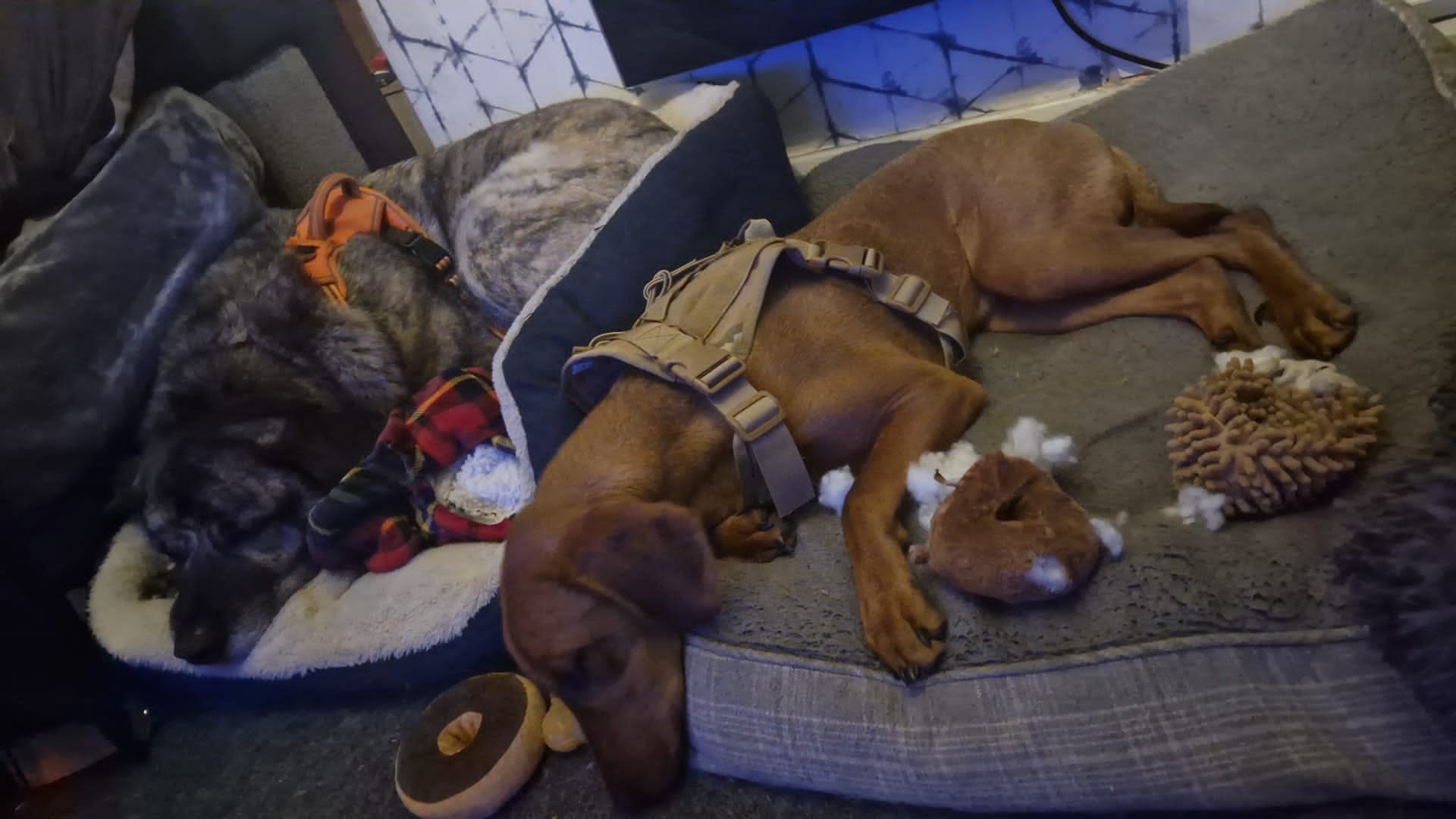 Roaming Tails Rescue