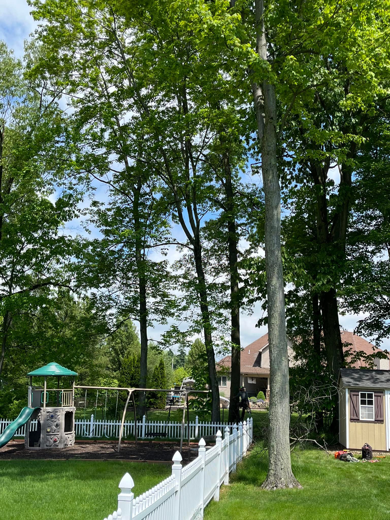 Mild Tree Care