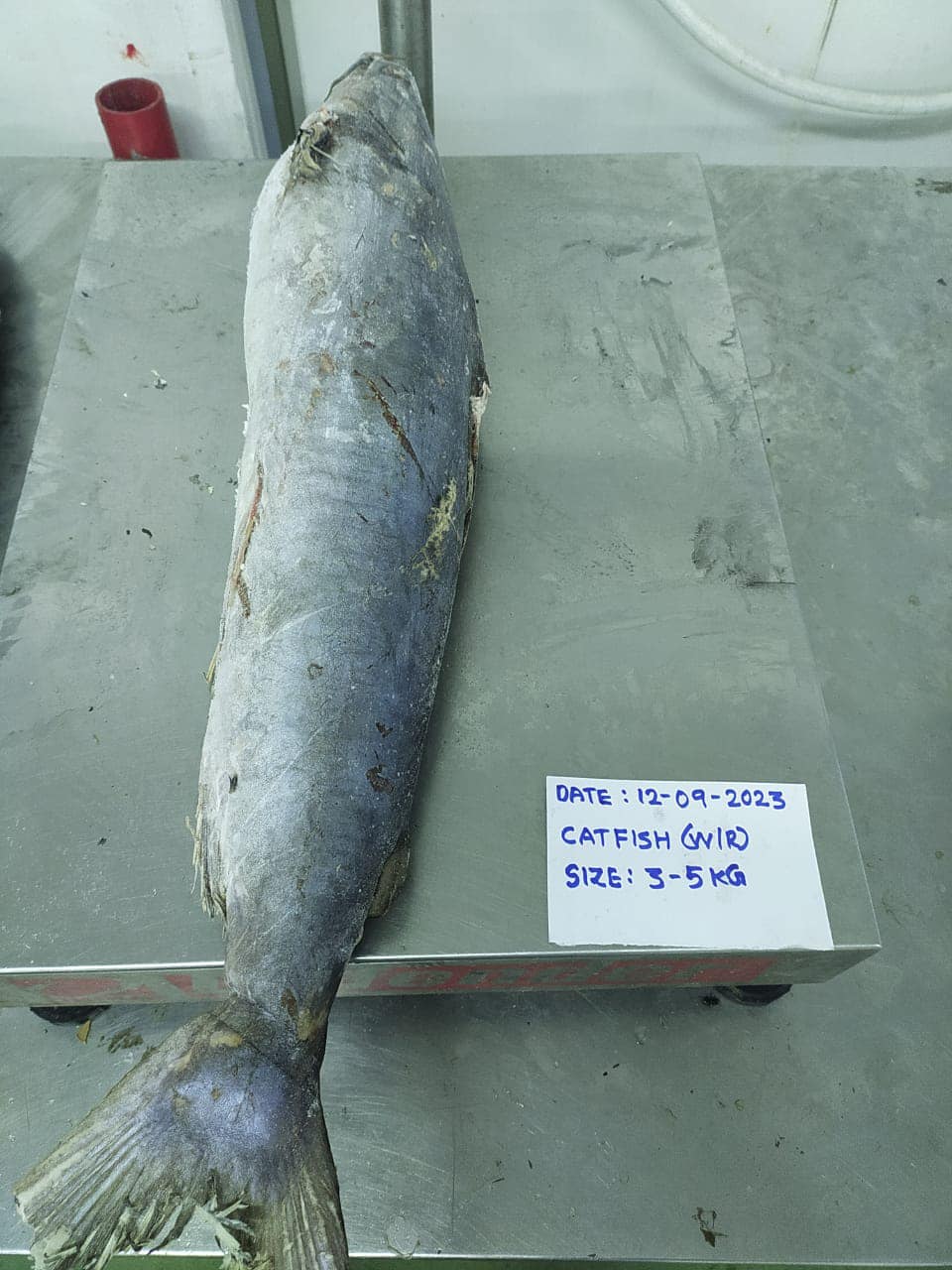 Ashfaq Oman Fisheries