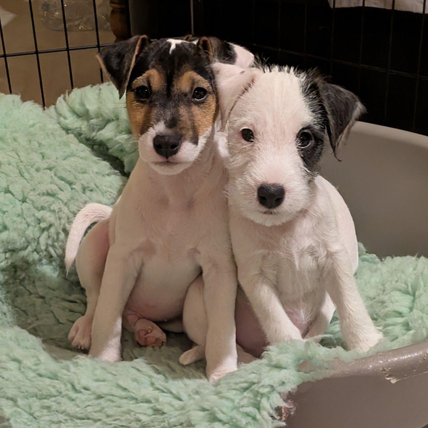 Toupie est une chienne très très maligne, elle me l'a prouvé à ...