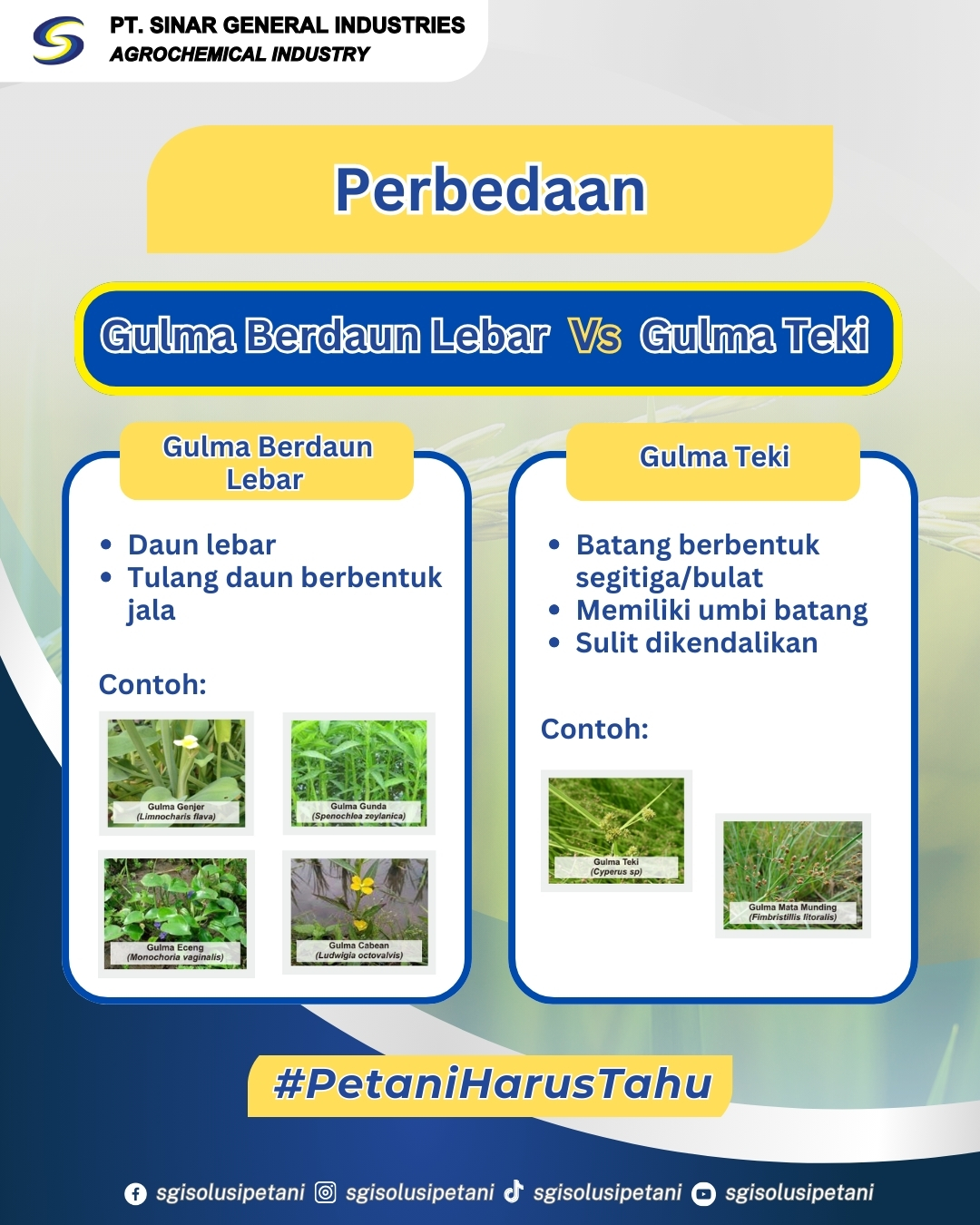 🌿 Kenali Jenis Gulma di Lahanmu! 🌿... - SGI Solusi Petani | Facebook
