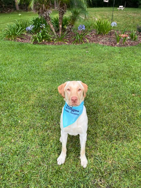 Labrador Retriever Rescue of Florida - Orlando/West Volusia