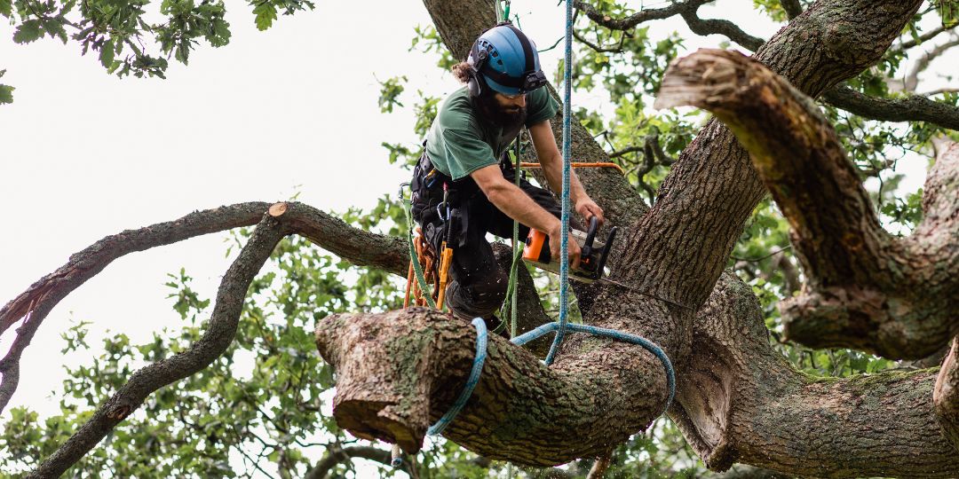 Safe Tech Tree Service - 4 Do's and Don't's of Tree Care https://vlnk ...