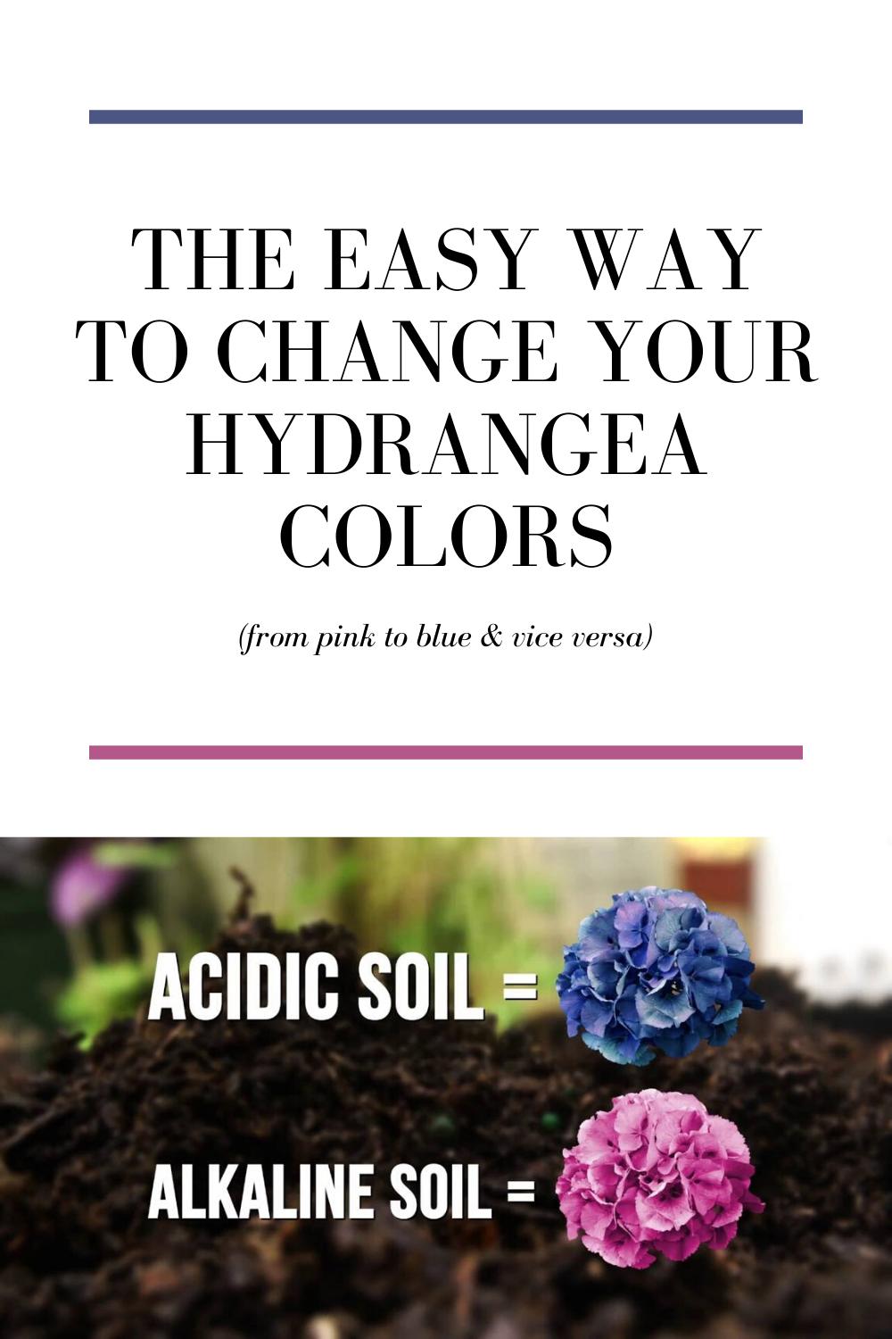 ZoomZee - 🔴🔵 The Easy Way to Change Your Hydrangea Colors (from pink to ...