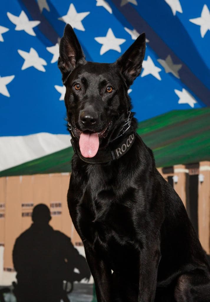 Happy 5th Birthday to our K9 Rocco! - Dyer Police Department
