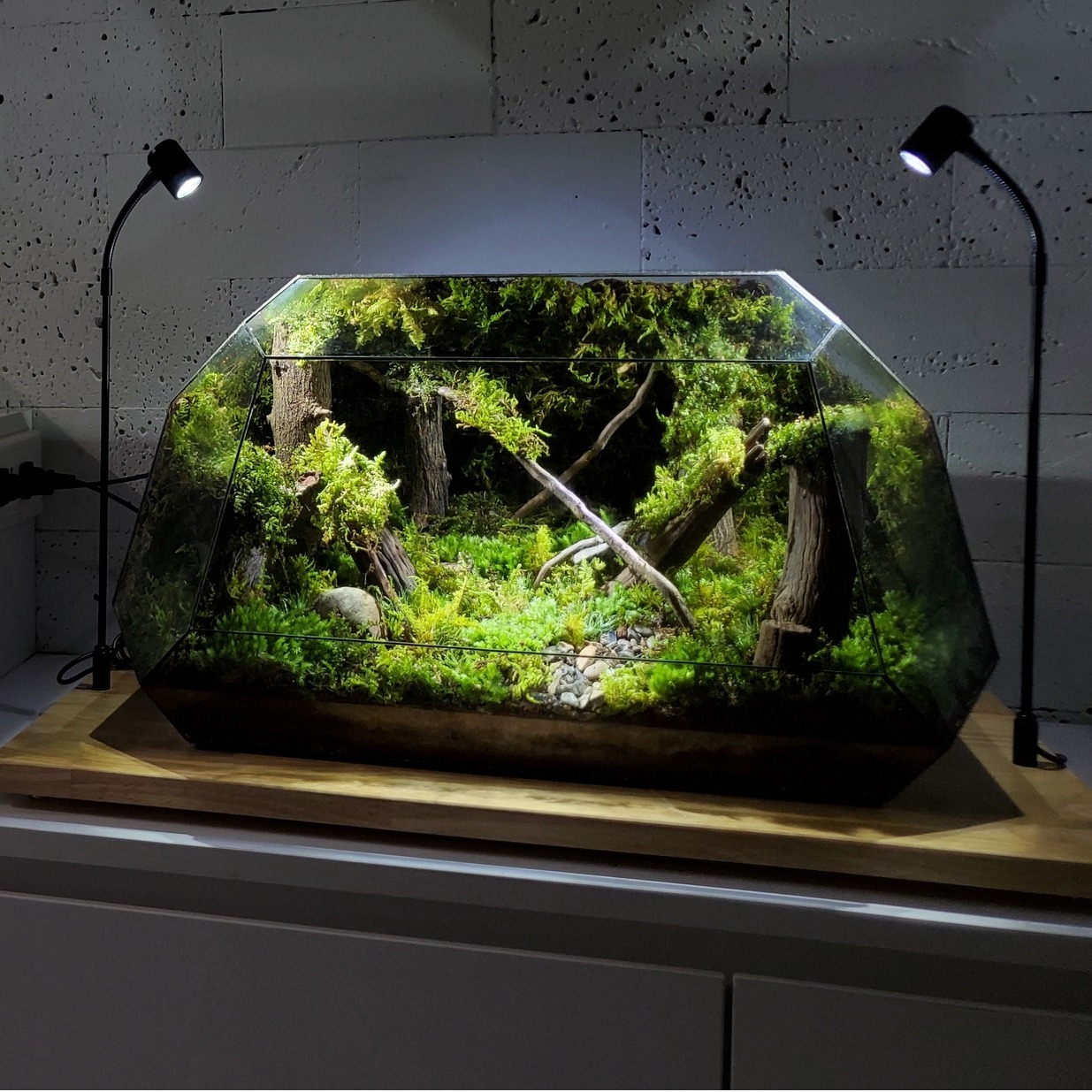 The Rare Rium - Plant &... - The Rare Rium - Plant & Moss Art