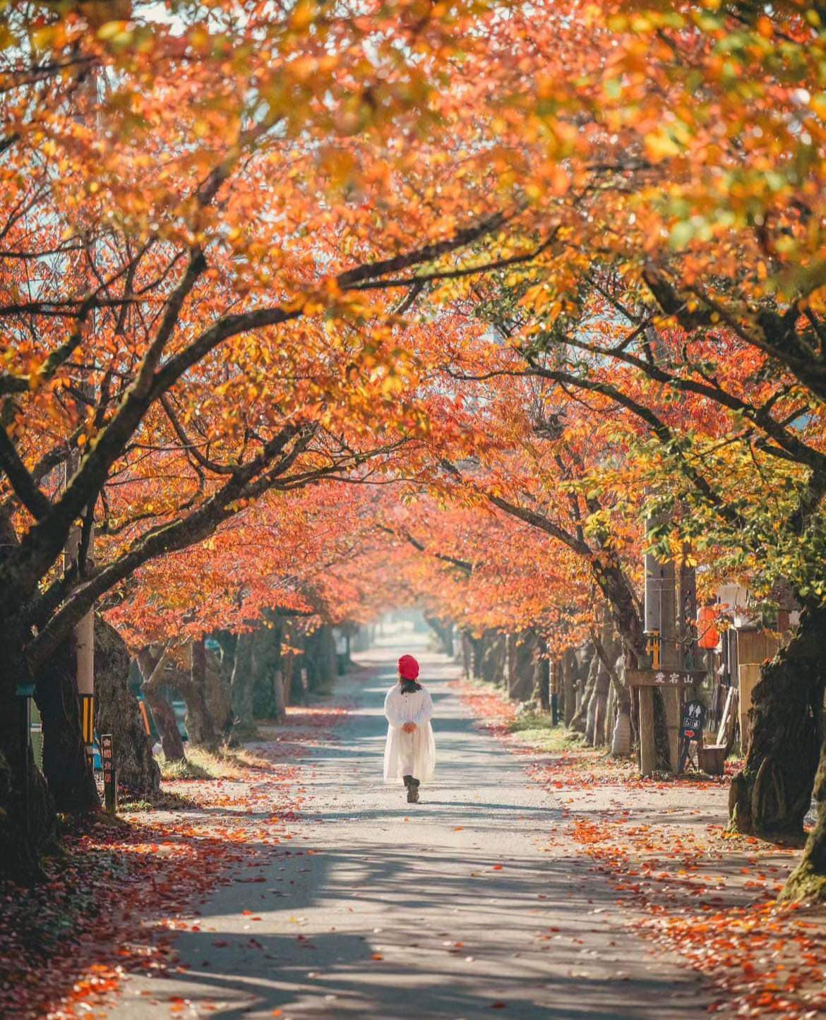 Autumn leaves are starting 🍂... - Photography In Japan