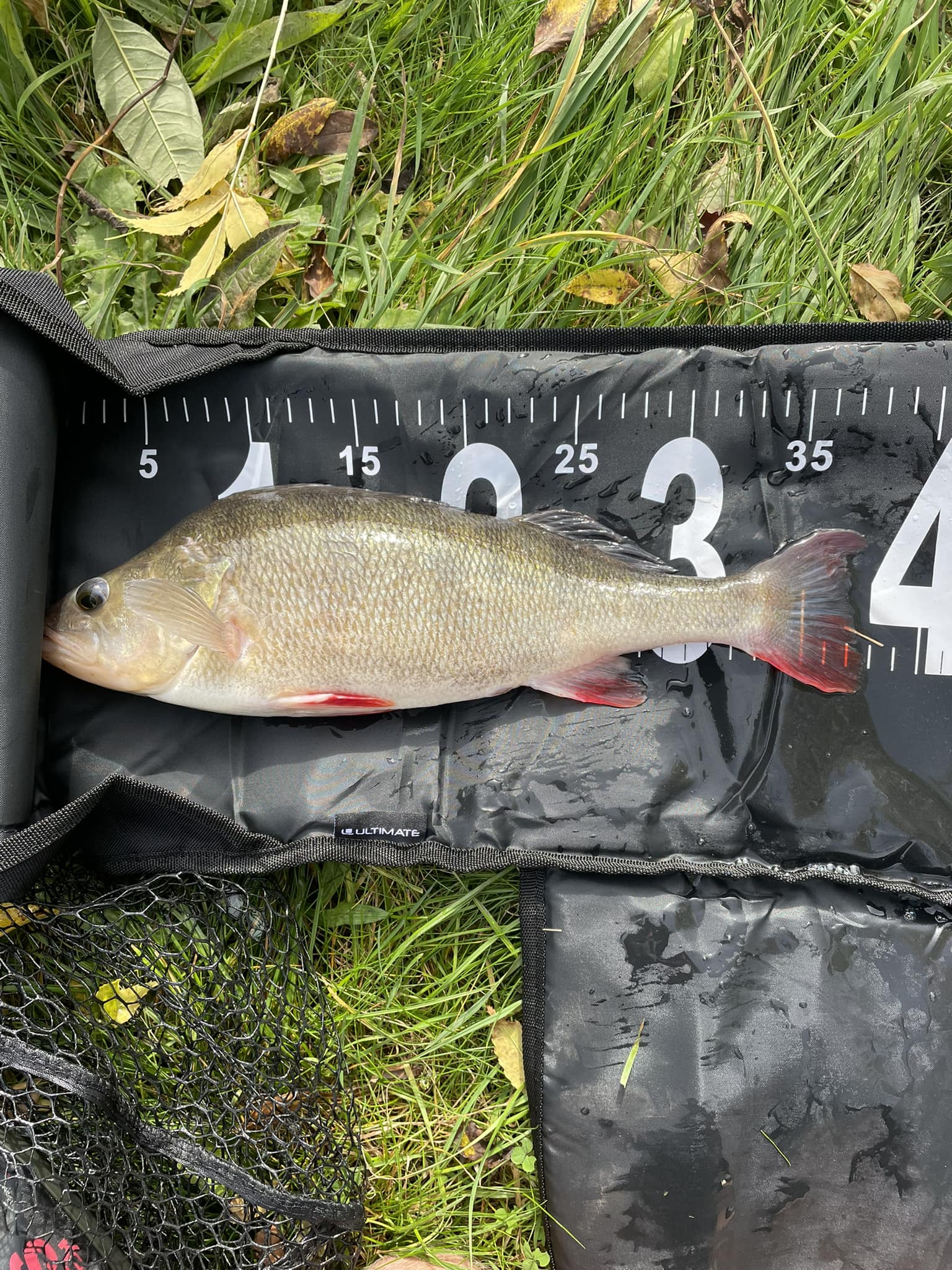 anglers all fly reels Ross Animas Reel 4/5 Chartreuse _related_product-page-freshwater-related-product The frame and spool Size:Small 12