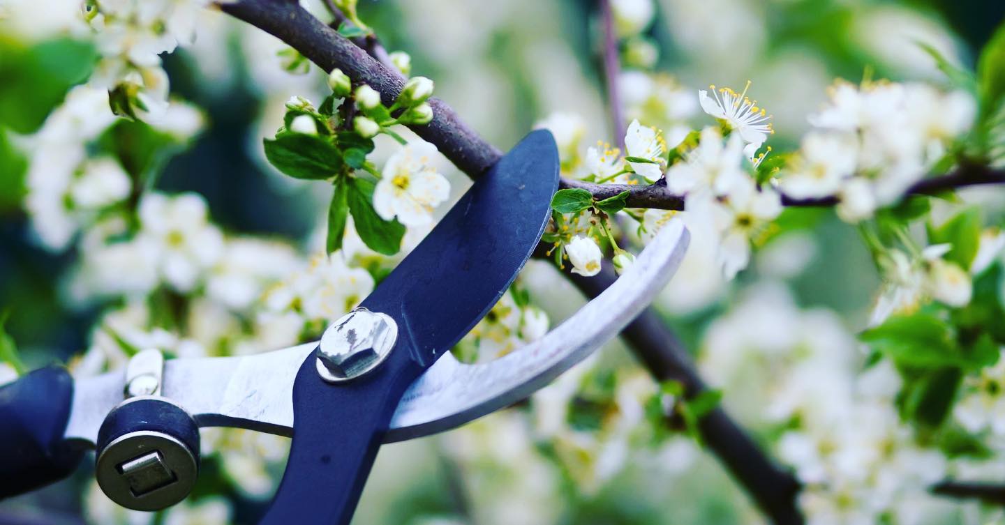 OUR PRUNING CLINIC IS... - Art Knapp Plantland Home & Garden | Facebook