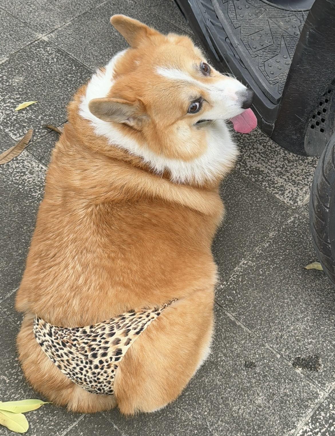 Corgi Fy Lợn | Hanoi