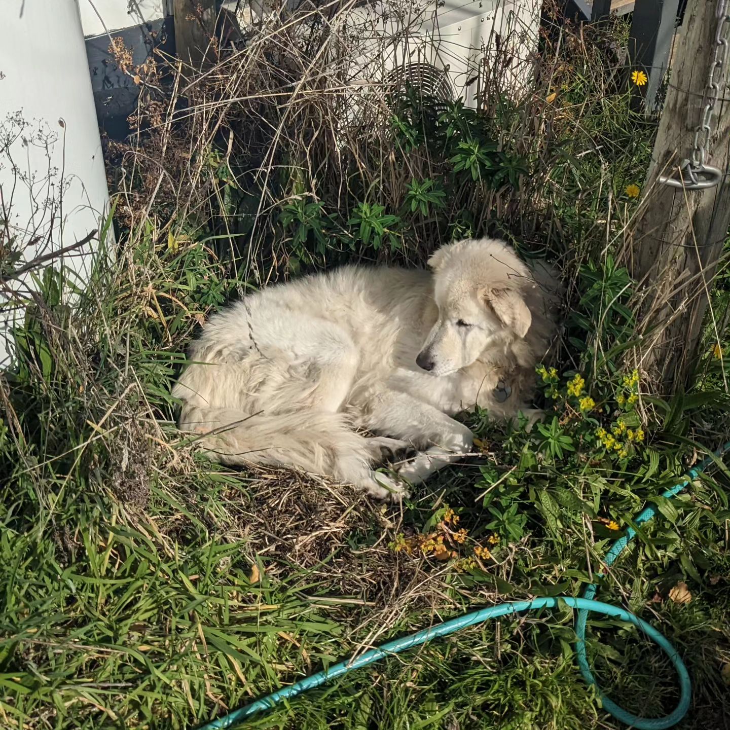 Lazing in the sun. #Bella... - Tonie's Raynebow | Facebook