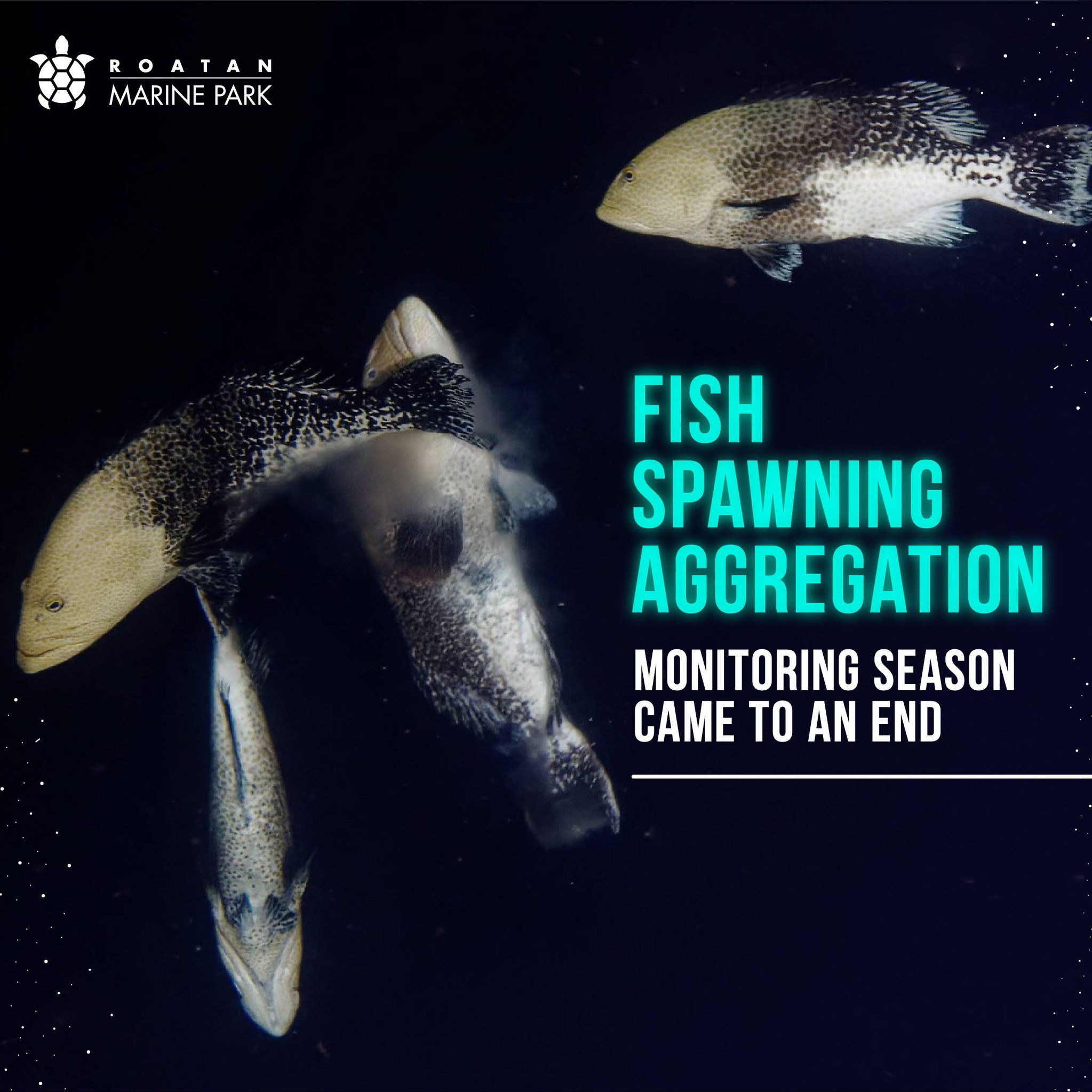 The 2023 Fish Spawning Aggregation... - Roatan Marine Park | Facebook