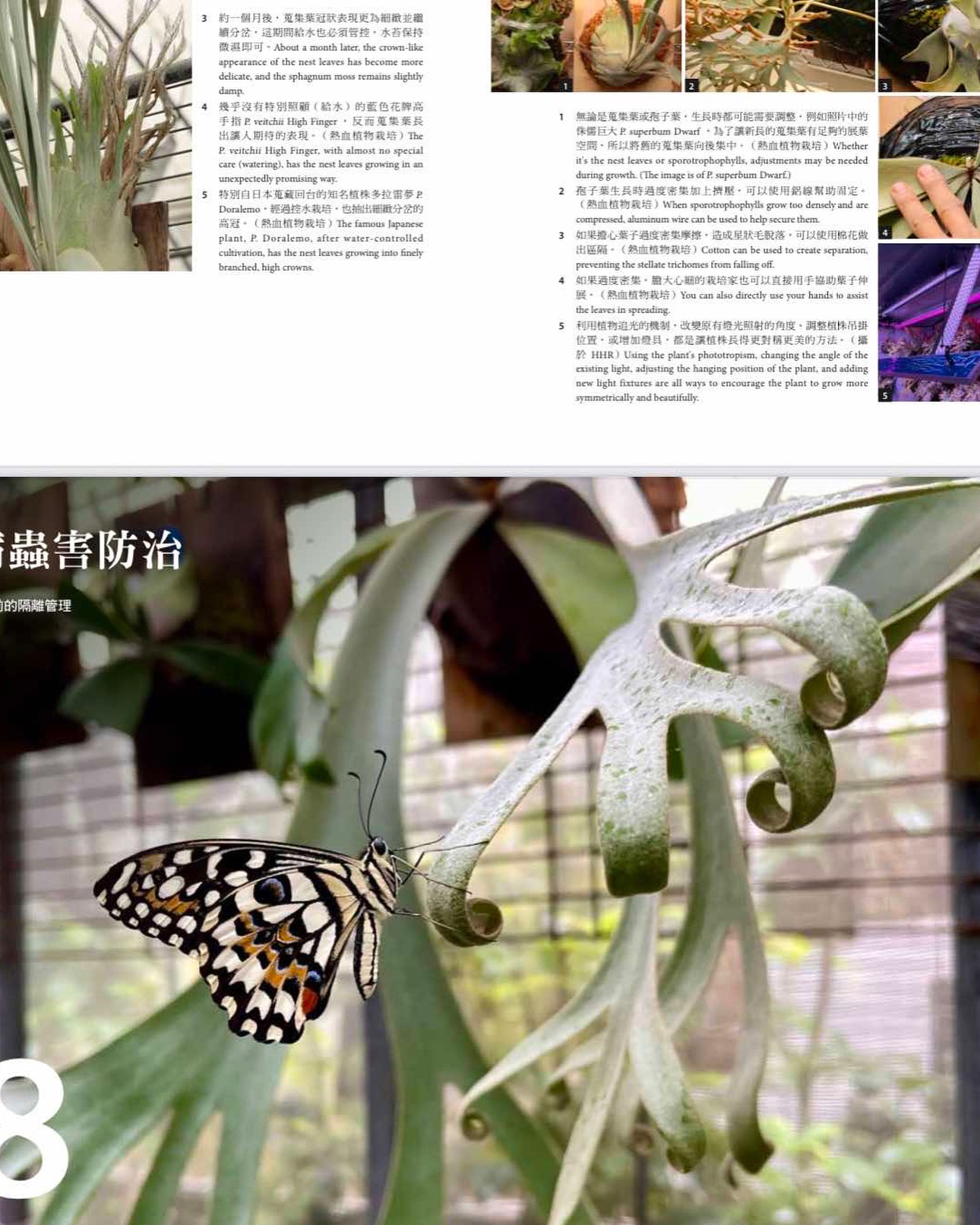 晴花鹿苑 - 〖鹿角蕨日記簿〗預購連結：https://reurl.cc/panv3d... | Facebook