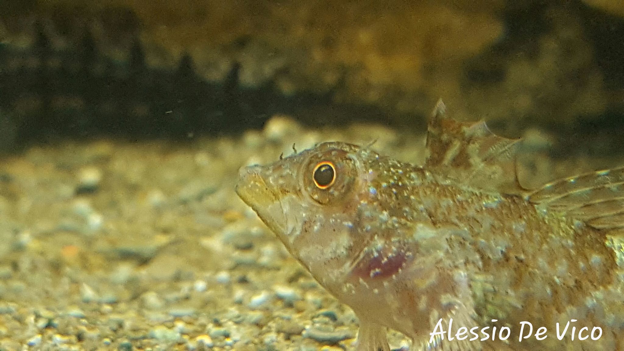 IL MIO ACQUARIO MEDITERRANEO